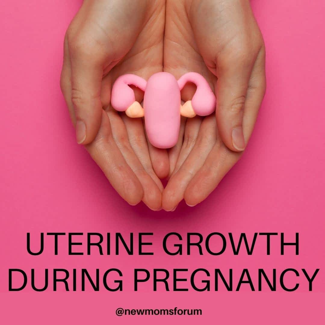 how-big-does-your-uterus-grow-during-pregnancy