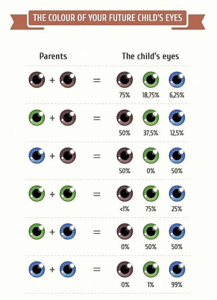 What Colour Will My Babies Eyes Be What Colour Will My Babies Eyes Be