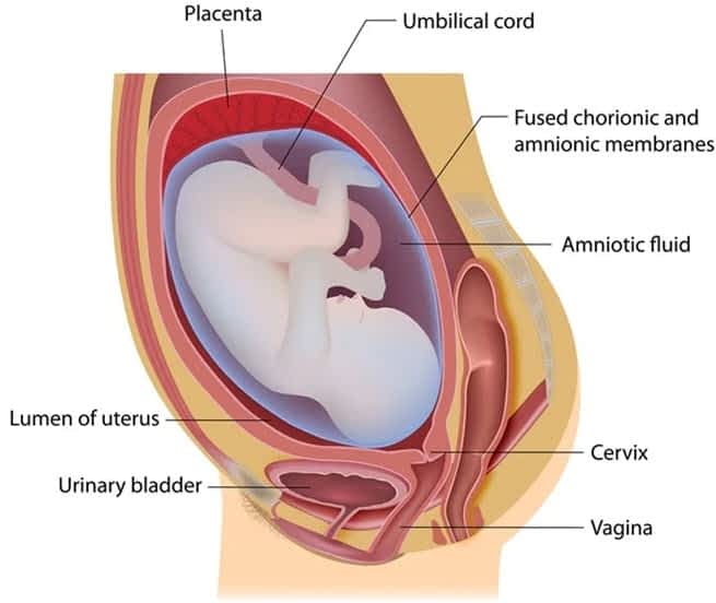 What Is Amniotic Fluid? - Prenatal - 2021 Amniotic Fluid Picture