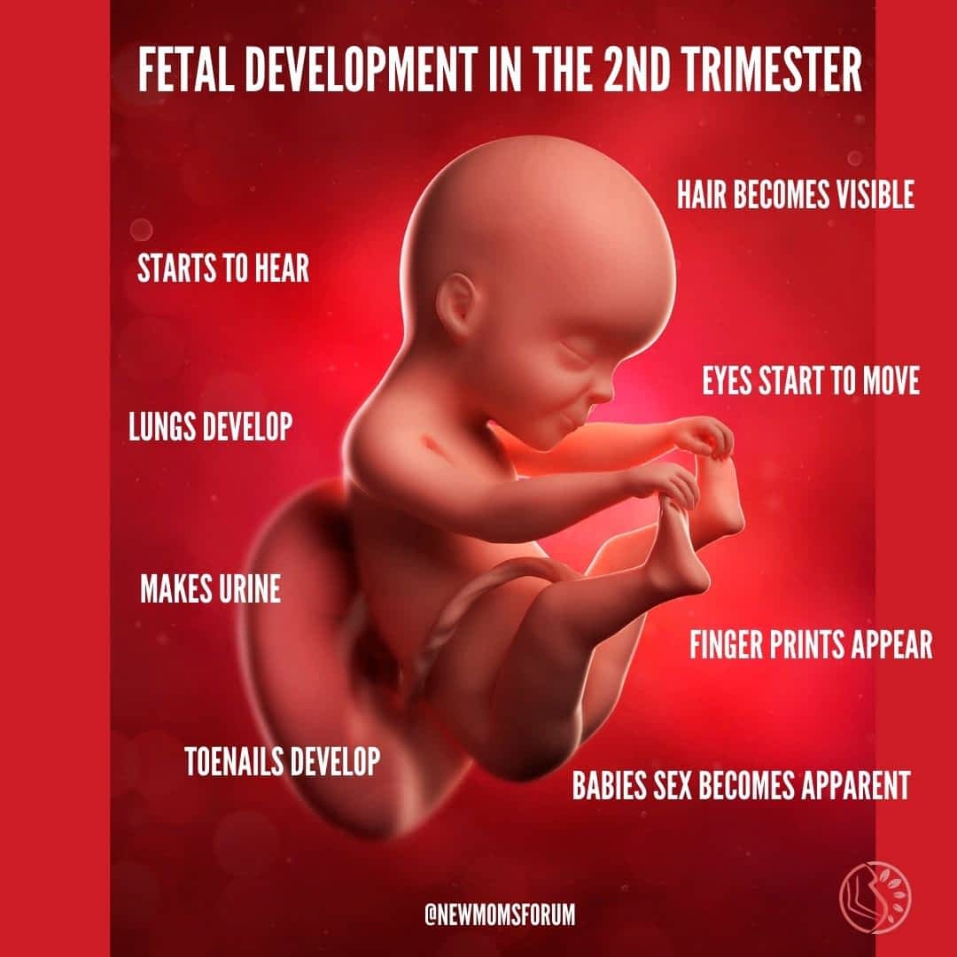 Fetal Development: The 2Nd Trimester - Pregnancy - 2021 Fetal Development In The 2Nd Trimester